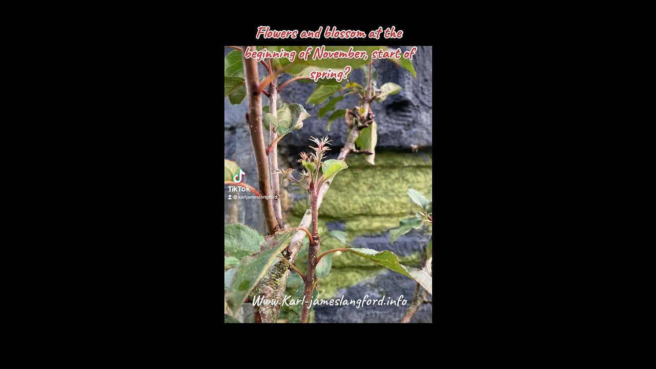 Flowers and blossom beginning of November