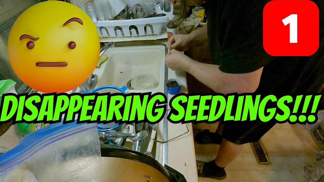 Mysteries Of Disappearing Seedlings: Part 1