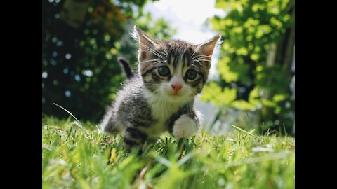 Baby Cat - Cute and Funny Cat