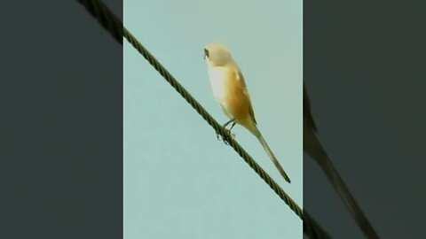 Wild bird #Birds #Singing #Wildlife #Paradise #Beautyful #NaturalHabitate #feather #youtubeshorts