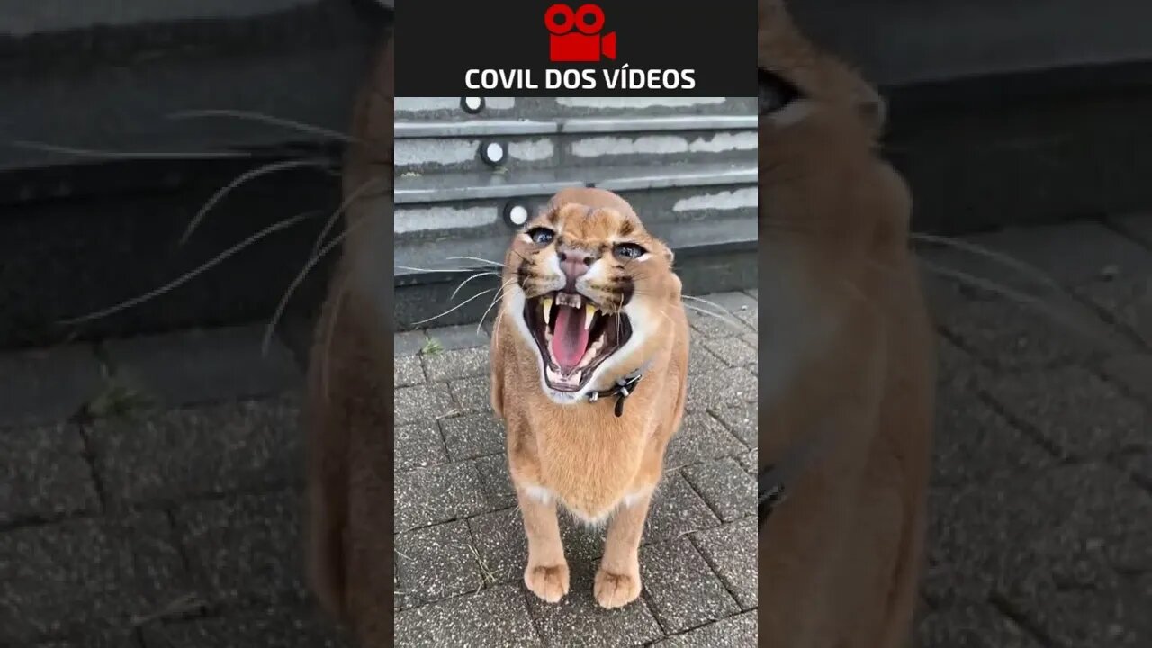 confia o gato é manso