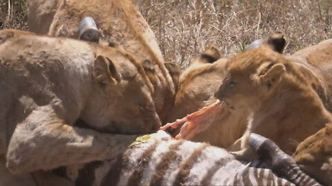 The strength and speed of a lion in conquering a zebra