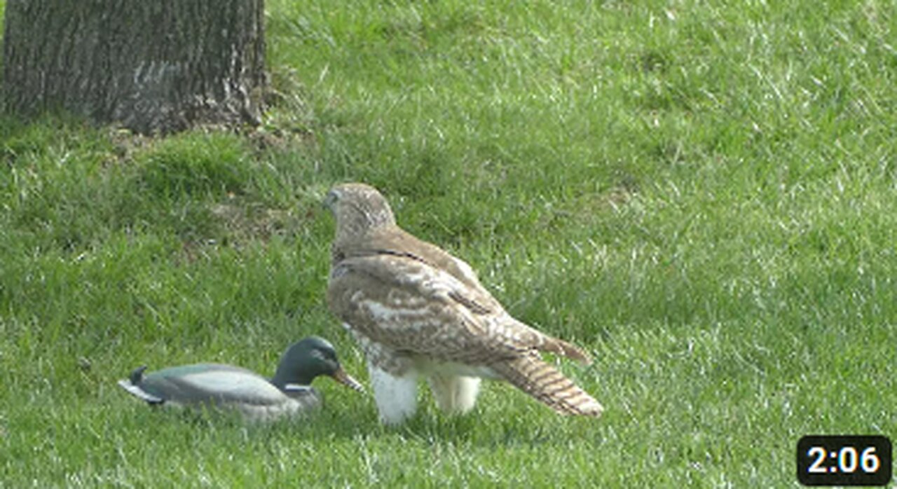 Hawk perplexed over duck, funny ,viral,hawk react,