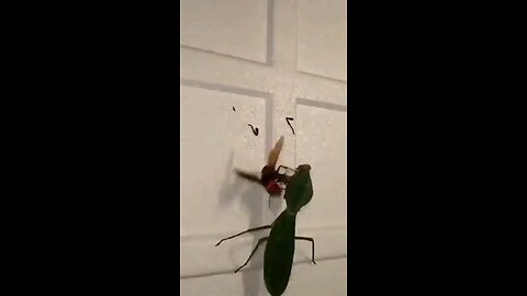 Praying Mantis vs Hornet 😭