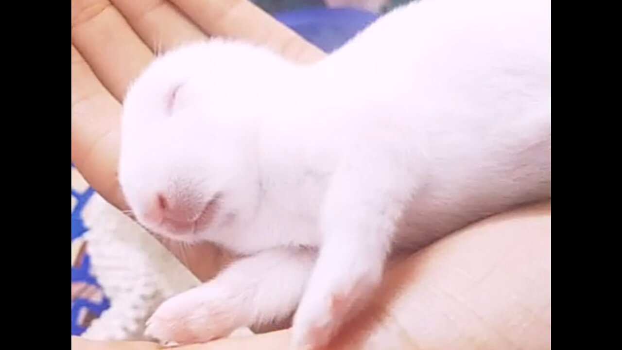 Cute Baby Bunnies 🐇Cute Rabbits😘😘