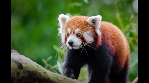 Incredible Red Panda Facts