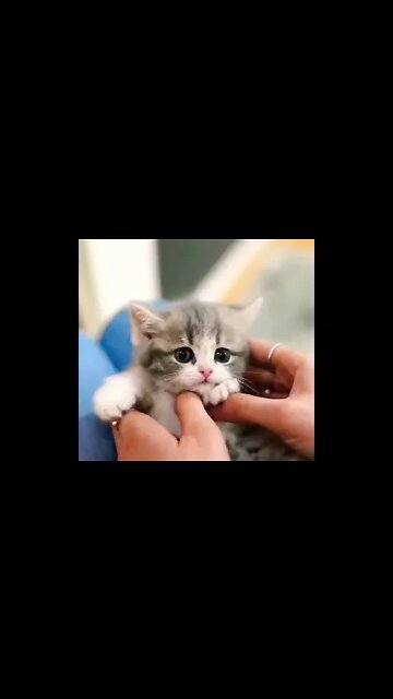 Cutest kitten ever #shorts #shortsfeed #clips #shortvideo