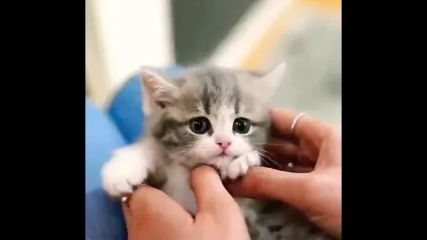 Cutest kitten ever #shorts #shortsfeed #clips #shortvideo