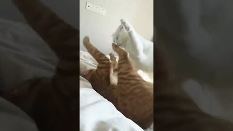 Cat Fight Funny #shorts #cat #reels #funny