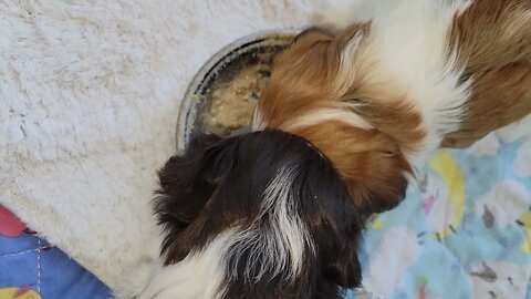 N Litter - Freedom, Food...Fun