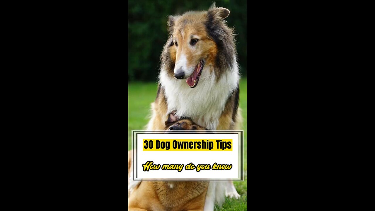 30 Dog Ownership Tips-FOUR