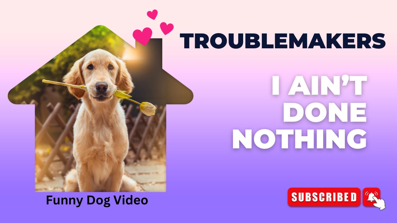 🐾🐶Trouble Makers: Funny Dog Videos 3🐾🐶 I Ain't Done Nothing