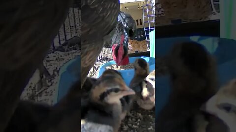 Baby chicks meet dad