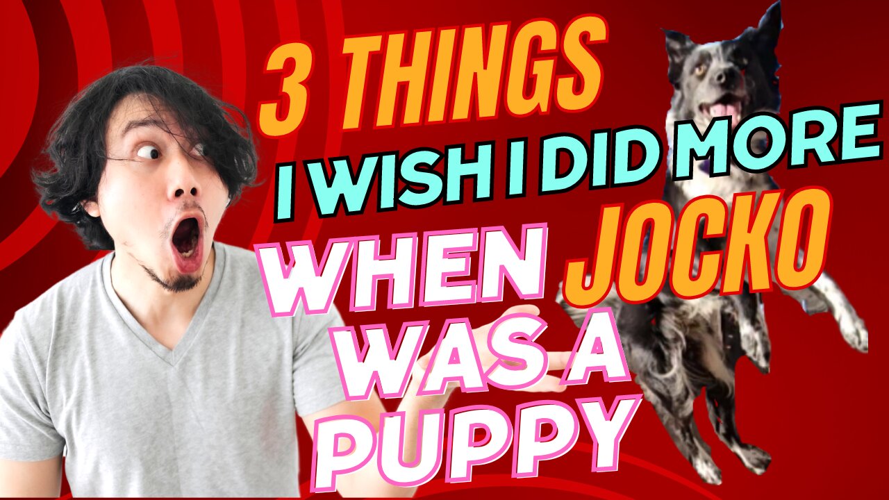 3 Things I WISH I Did More When Jocko Was A PUPPY...