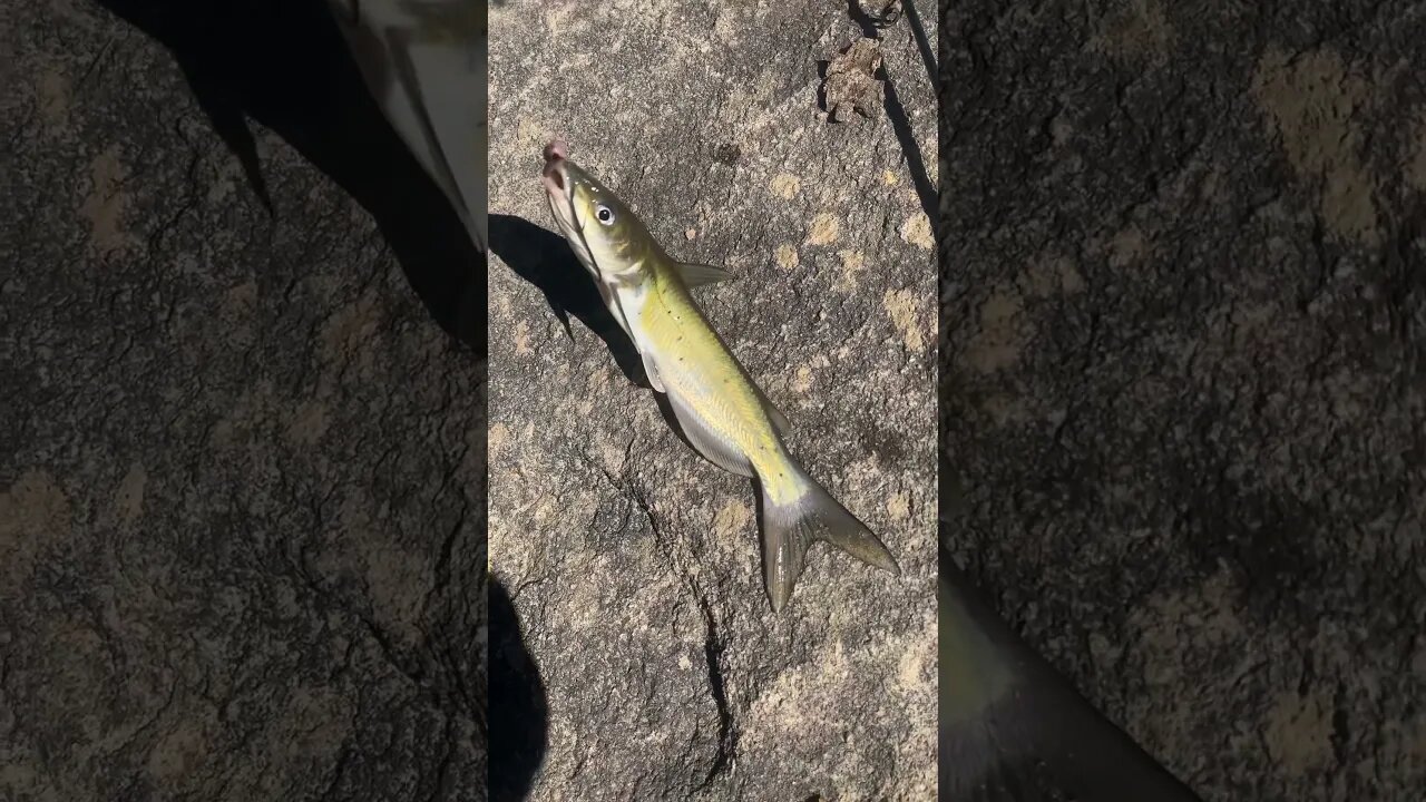 3rd fish of the day! Channel catfish! #fishing #outdoors #nature