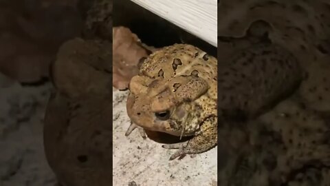 Barry the frog is back