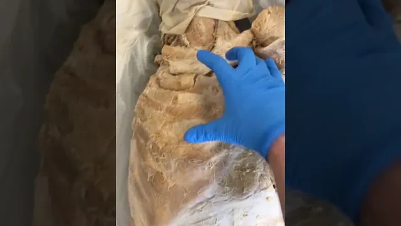 This Is What Your Internal Organs Look Like