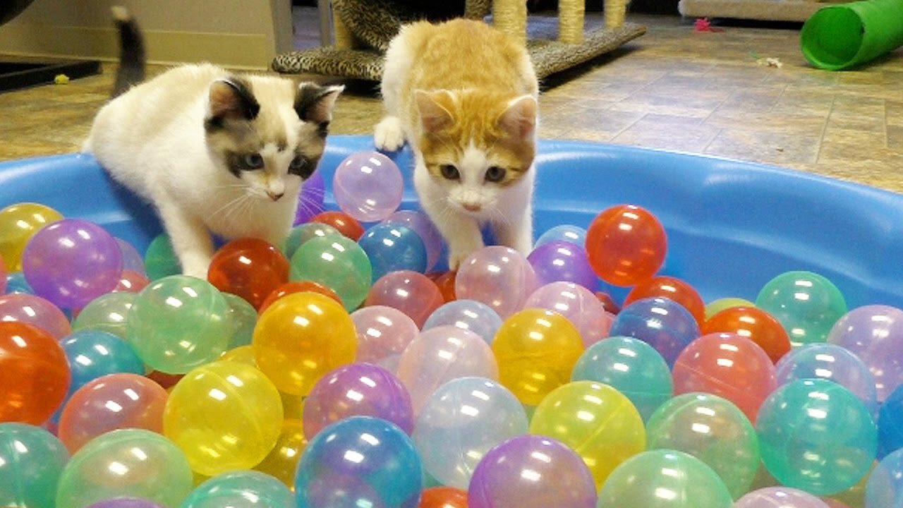 Cute Cat and Kittens Play in Ball Pit