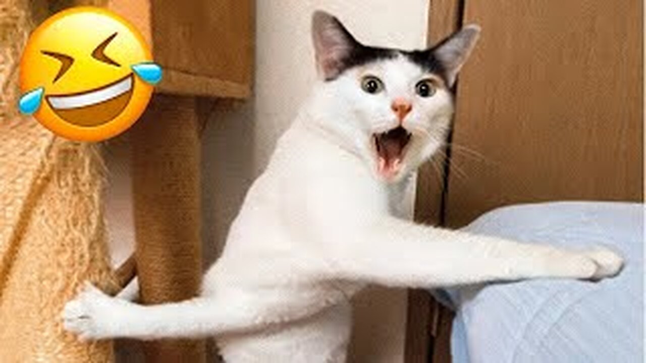 Best cat funny videos 😂😂#rumbler