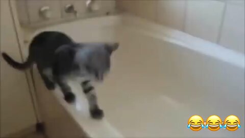 Funniest cat videos 😺😂