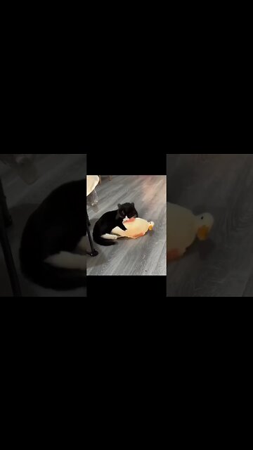 La Cat And Duck Love #shorts