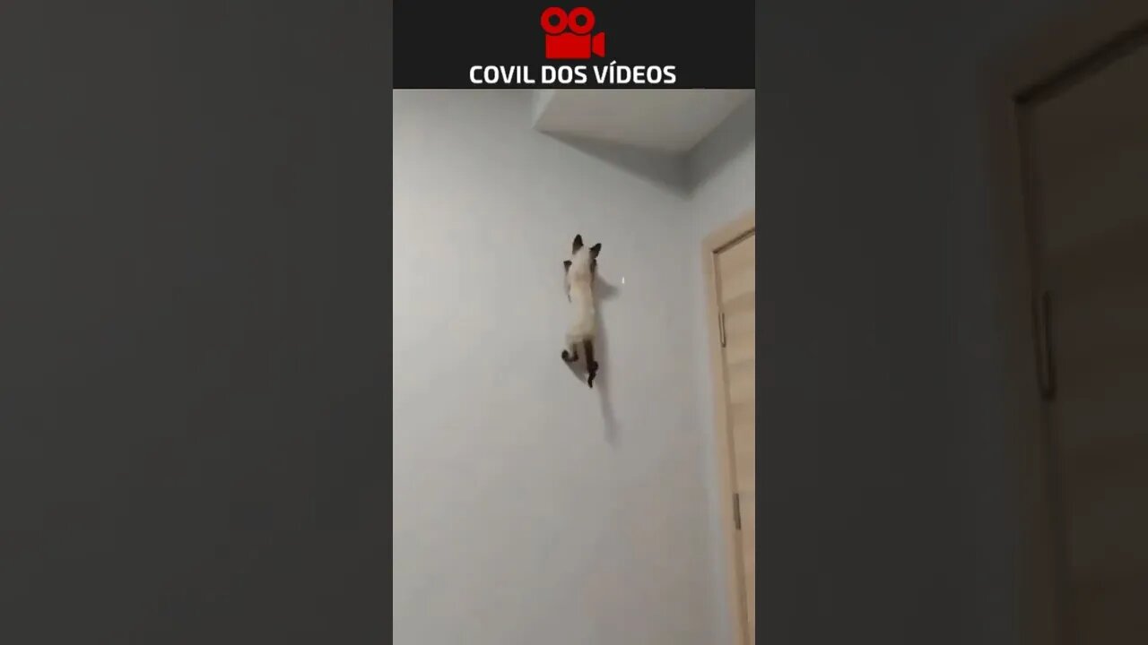 o gato do homem aranha