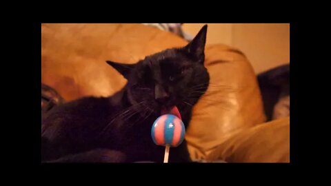 Kitty Cat LOVES Lollipop's