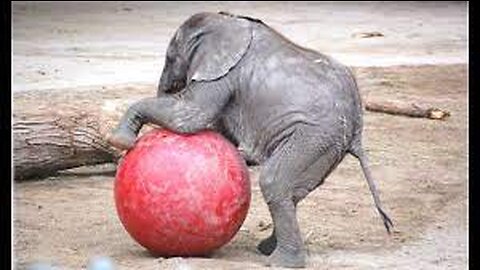 🥰🥰 Cute Elephant's Baby funny video