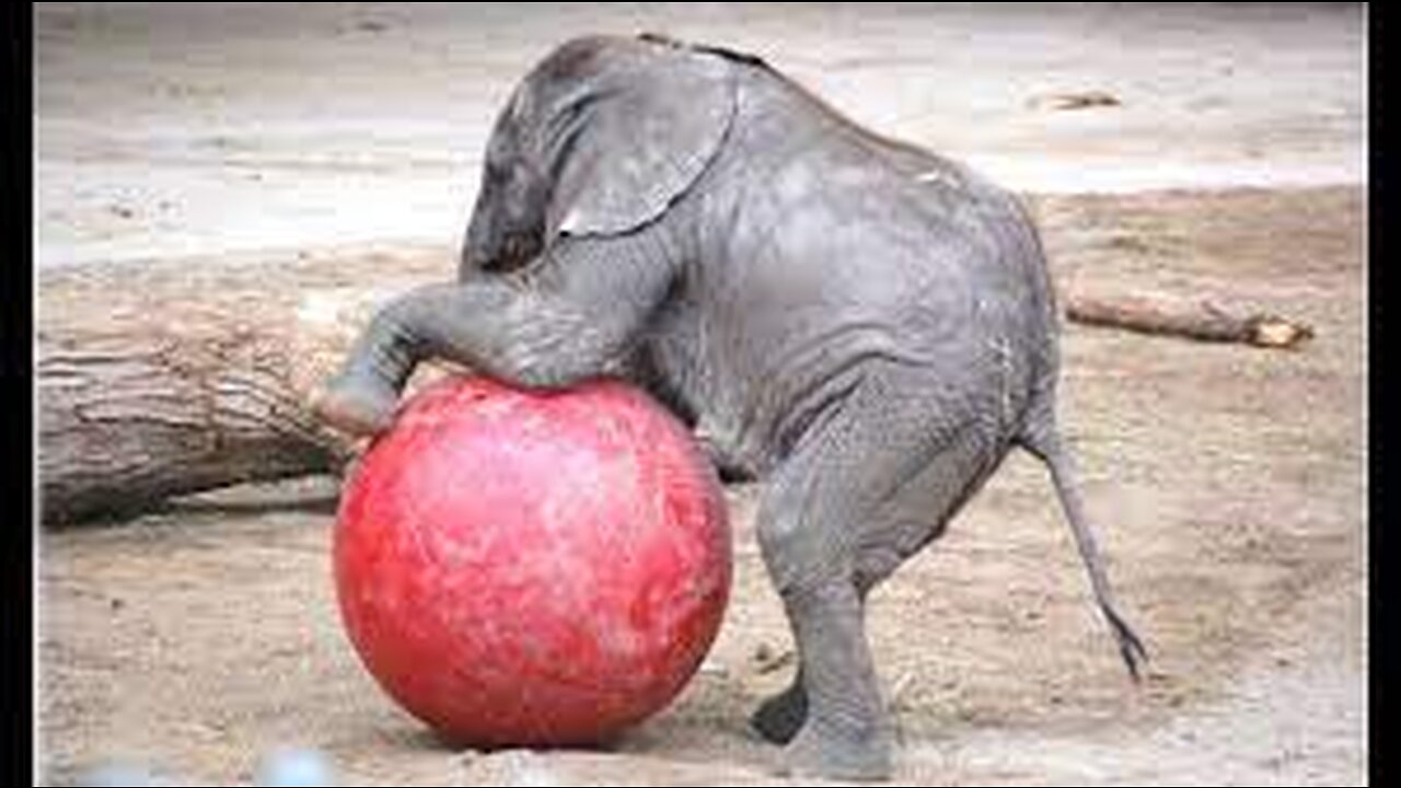 🥰🥰 Cute Elephant's Baby funny video