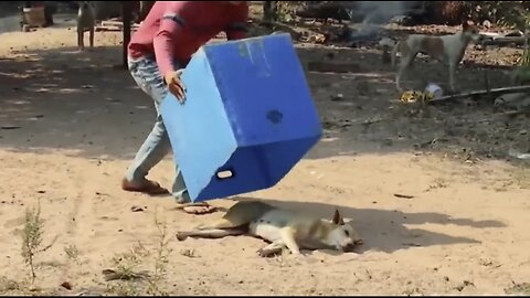 Funny animal video Dog prank with toy tiger 🐅