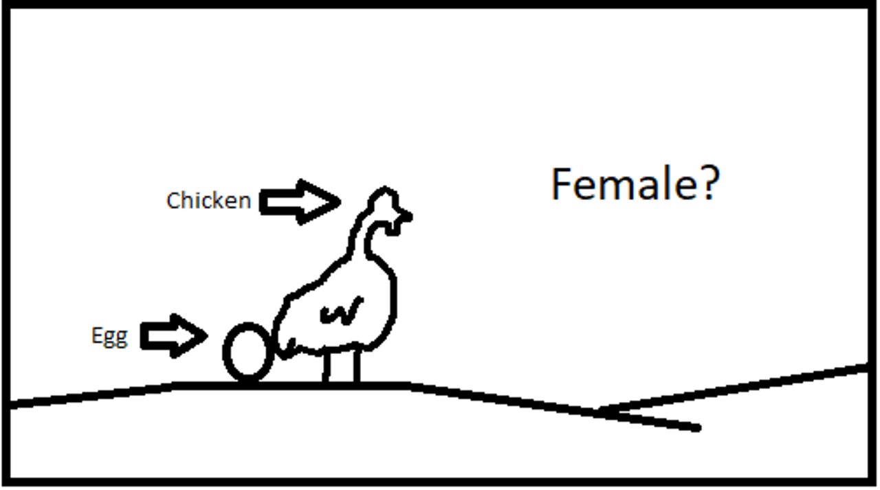 Chicken Gender (simplified) - From Matt Walsh's "What is a Woman" documentary