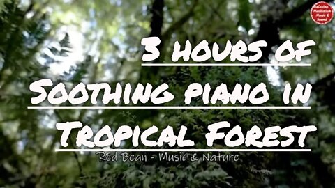 Soothing music with piano and tropical forest sound for 3 hours, music for healing mind and body