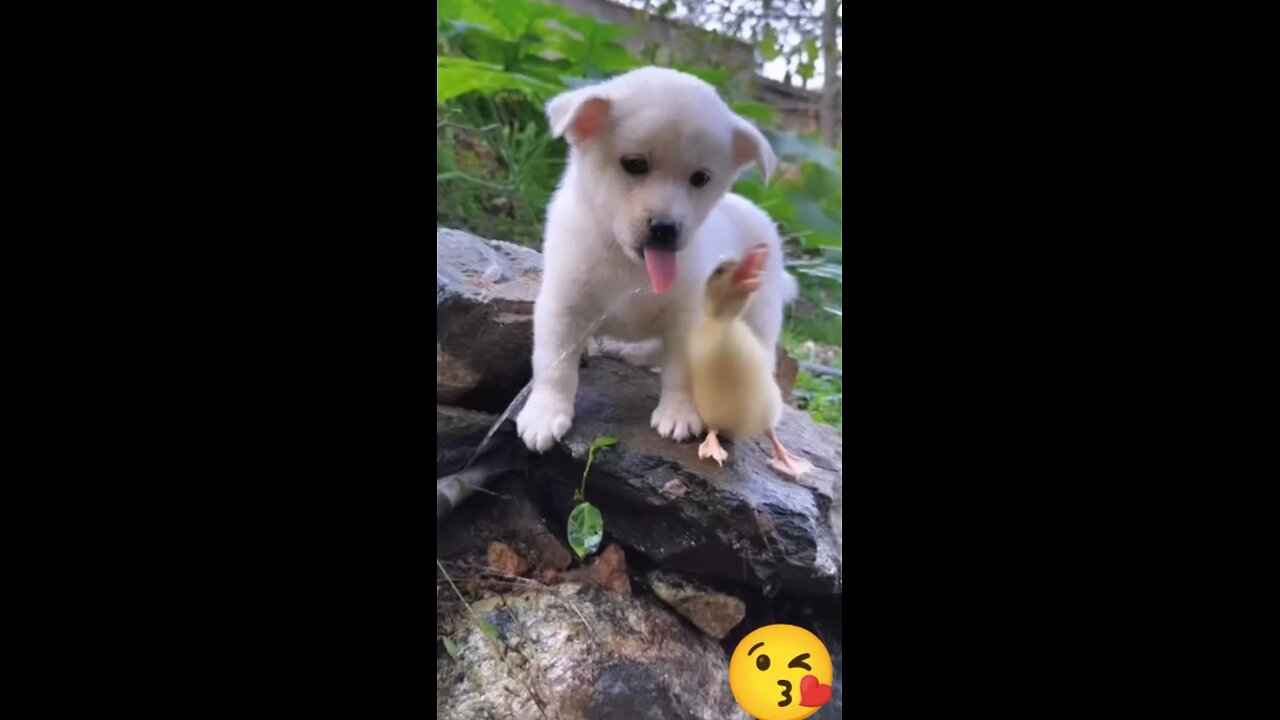 Pyar ke pankh lagake door kahin ud jayen #cute #fun #funny #viral #funnyanimals #funnyvideos #shorts