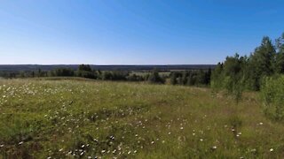 Walk through the stunning field and forest