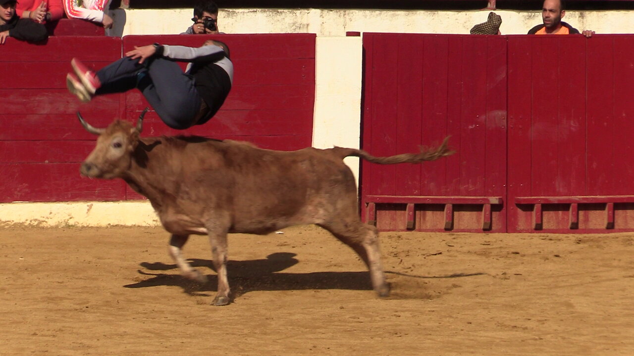 CALAHORRA ( LA RIOJA ) MATINAL VACAS CALLE Y PLAZA ( SABADO-4-3-2023 ) TOROPASION