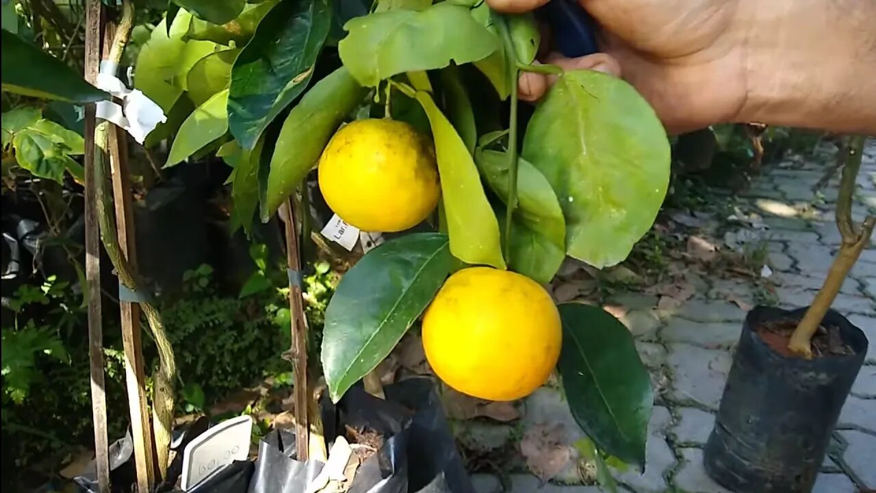 laranja parreira, trepadeira (citrus sinensis ) seu fruto e delicioso e frutifica com facilidade