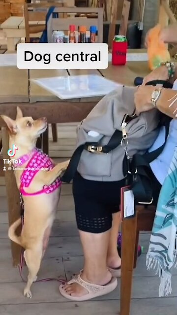 Dogs come into restaurants a lot here 🐶