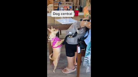 Dogs come into restaurants a lot here 🐶