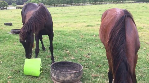 A review of Penny and Dyani