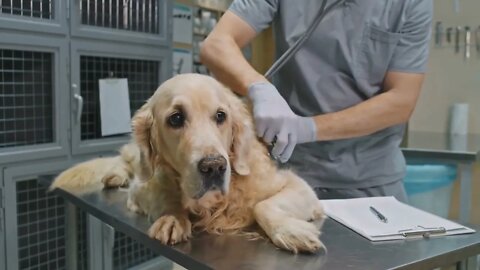 Midsection footage of unrecognizable male veterinary doctor examining cute golden retriever lying on
