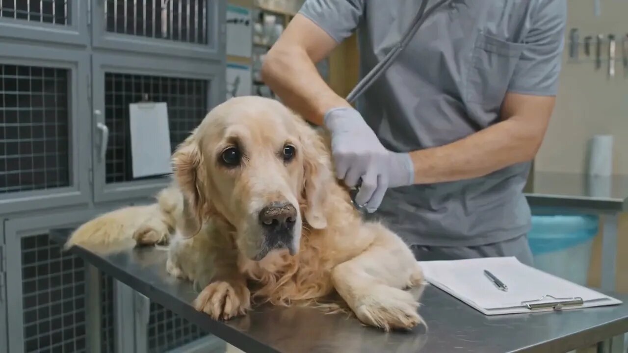 Midsection footage of unrecognizable male veterinary doctor examining cute golden retriever lying on