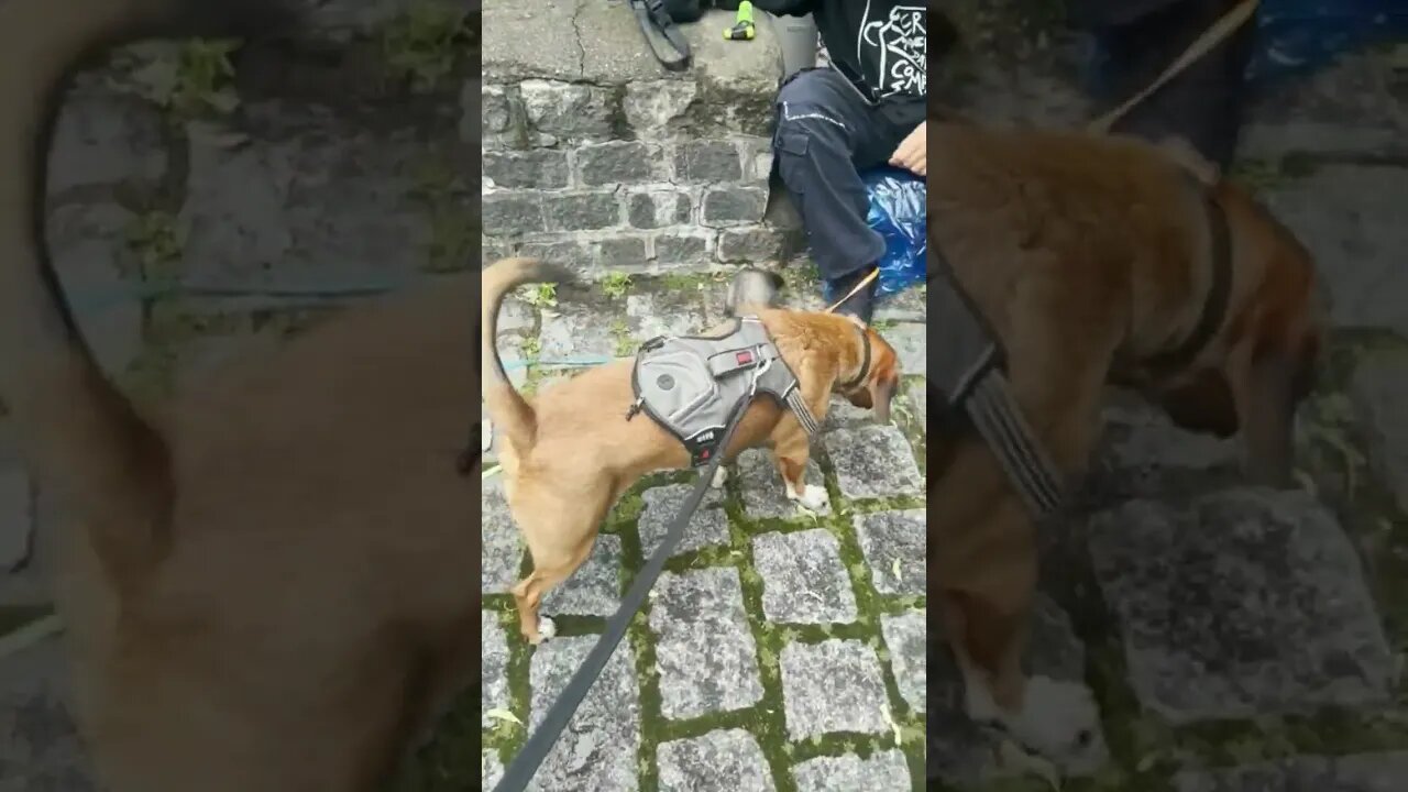 Thatβs a really weird looking wiener dog?! π€πππ #shorts #animals #tiktok