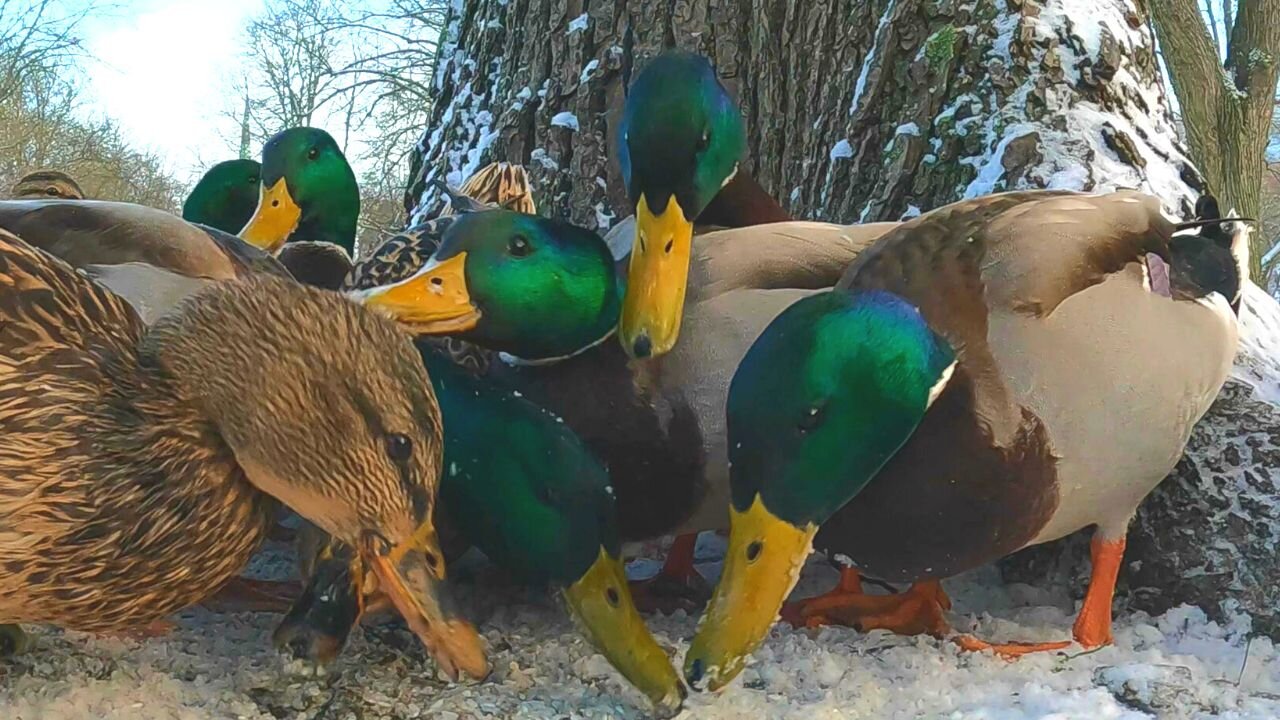 Please, Winterfeed Your Local Arctic Ducks