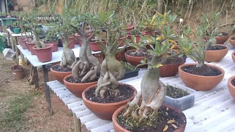 como fazer bancada para rosa do deserto