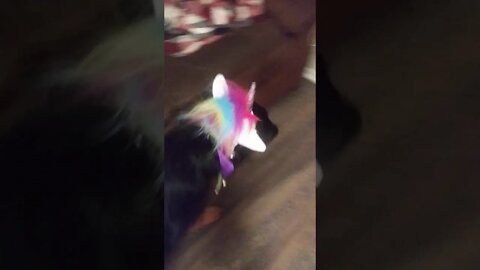 Bella in her unicorn hat barking at the dog on tv lol