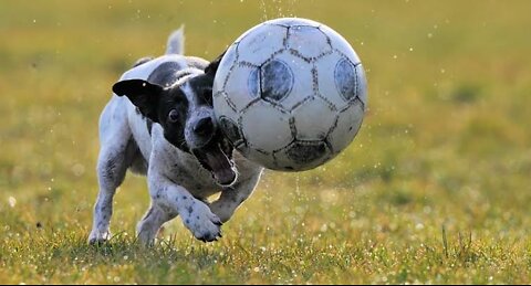 Dog soccer