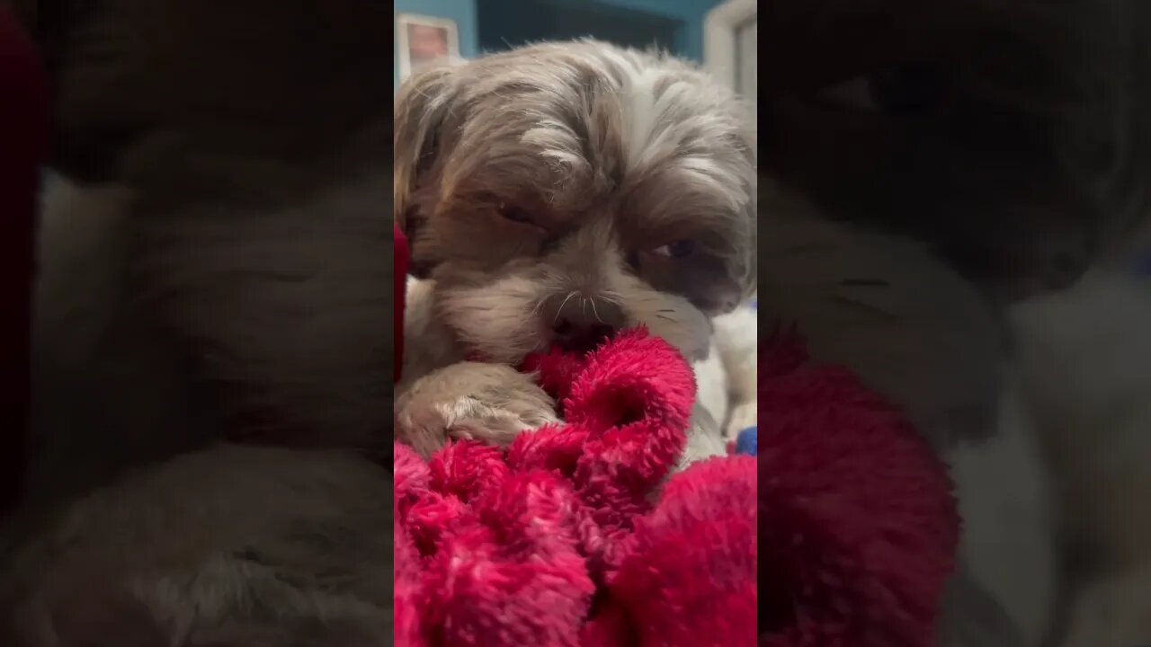 Literally just my dog sucking on his blanket for one minute #ewokbaby #dog #puppy #dogsofyoutube
