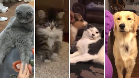 Funniest Cats And Dogs - Awesome Funny Pet Animals Videos 08