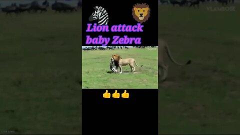 Lion attack baby Zebra 2022🦓#shorts #youtubeshorts #shortvideo
