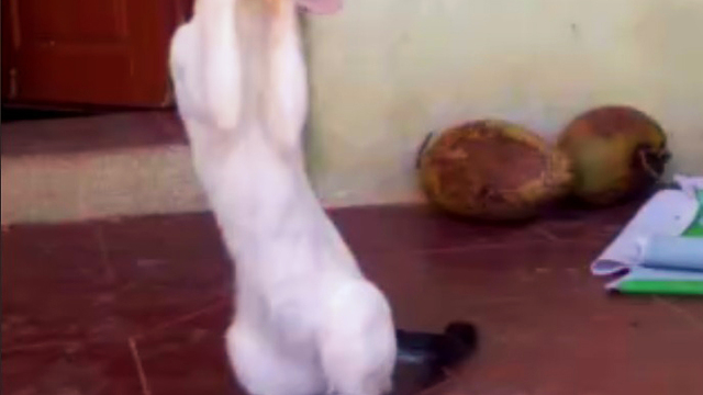 Angry Cat & The Rope